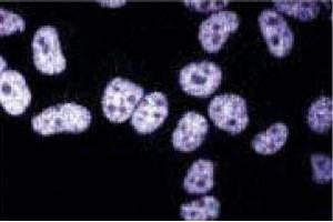 Immunofluorescent staining of HeLa cells. (TAF4 anticorps  (AA 454-565))