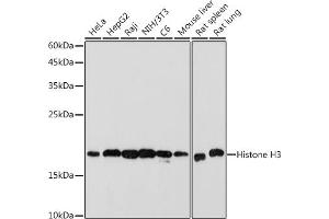 Western blot analysis of extracts of various cell lines, using Histone H3 antibody (ABIN7267705) at 1:1000 dilution. (HIST1H3A anticorps)