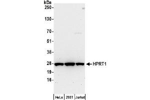 Western Blotting (WB) image for anti-Hypoxanthine phosphoribosyltransferase 1 (HPRT1) (AA 1-50) antibody (ABIN7450340)