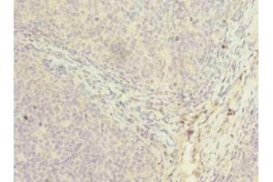 Immunohistochemistry of paraffin-embedded human tonsil tissue using ABIN7162847 at dilution of 1:100 (PPIH anticorps  (AA 2-177))