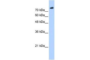 WB Suggested Anti-PHF20 Antibody Titration:  0.