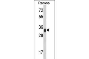 Western blot analysis of HLA-DRA Antibody (N-term) (ABIN390770 and ABIN2841028) in Ramos cell line lysates (35 μg/lane). (HLA-DRA anticorps  (N-Term))