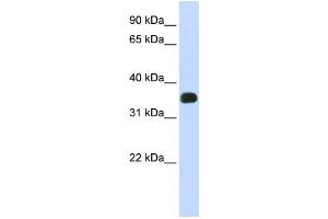 Western Blotting (WB) image for anti-Chromosome 2 Open Reading Frame 47 (C2orf47) antibody (ABIN2459010) (C2orf47 anticorps)