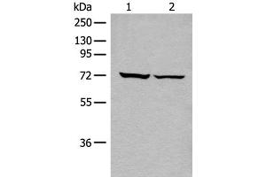 Western blot analysis of 293T cell lysates using DDX59 Polyclonal Antibody at dilution of 1:500 (DDX59 anticorps)