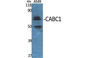 Western Blot (WB) analysis of specific cells using CABC1 Polyclonal Antibody. (COQ8A anticorps  (Internal Region))