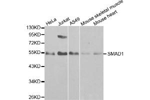 Western blot analysis of extracts of various cell lines, using SMAD1 antibody (ABIN5970455) at 1/1000 dilution.