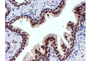 Image no. 9 for anti-Ubiquitin Specific Peptidase 7 (Herpes Virus-Associated) (USP7) antibody (ABIN1498592) (USP7 anticorps)