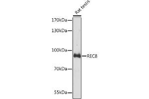 Western blot analysis of extracts of Rat testis, using REC8 Rabbit pAb (ABIN7269884) at 1:3000 dilution. (REC8 anticorps  (AA 194-561))