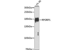 Western blot analysis of extracts of HL-60 cells, using RPGRIP1 antibody (ABIN4905033) at 1:1000 dilution. (RPGRIP1 anticorps)