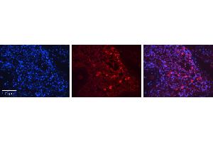 Rabbit Anti-SIRT1 Antibody   Formalin Fixed Paraffin Embedded Tissue: Human Testis Tissue Observed Staining: Cytoplasm, Nucleus Primary Antibody Concentration: 1:600 Other Working Concentrations: N/A Secondary Antibody: Donkey anti-Rabbit-Cy3 Secondary Antibody Concentration: 1:200 Magnification: 20X Exposure Time: 0. (SIRT1 anticorps  (N-Term))