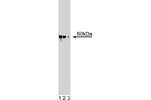 Western Blotting (WB) image for anti-RAD9 Homolog A (S. Pombe) (RAD9A) (AA 264-370) antibody (ABIN968473)