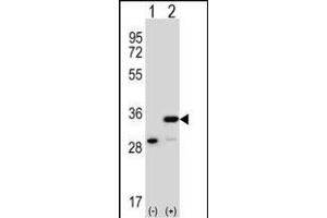 Western blot analysis of PHB (arrow) using rabbit polyclonal PHB Antibody (Center) (ABIN389162 and ABIN2839329).