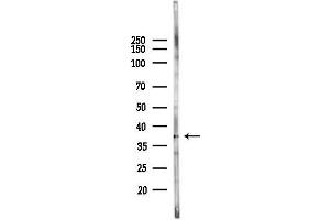 Western blot analysis of lysates from Rat testis, using PSM Antibody at 1/1000 dilution.