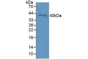 Western blot analysis of Mouse Testis Tissue. (CD72 anticorps  (AA 169-359))