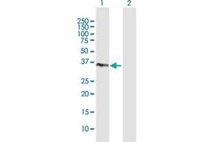 Western Blot analysis of TALDO1 expression in transfected 293T cell line by TALDO1 MaxPab polyclonal antibody. (TALDO1 anticorps  (AA 1-337))