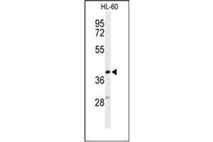 Western blot analysis of Cytochrome b Antibody (Center) in HL-60 cell line lysates (35ug/lane).