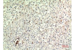 Immunohistochemistry (IHC) analysis of paraffin-embedded Human Liver, antibody was diluted at 1:100.