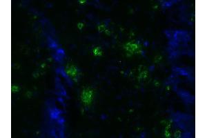 Indirect immunostaining of a PFA fixed brain section from a 5XFAD mouse (dilution 1 : 500; green). (Abeta 1-40 anticorps)