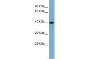Image no. 1 for anti-Potassium Channel Tetramerisation Domain Containing 16 (KCTD16) (AA 107-156) antibody (ABIN6744203) (KCTD16 anticorps  (AA 107-156))