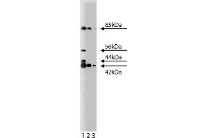 Western Blotting (WB) image for anti-ERK (Pan) (AA 219-358) antibody (ABIN967765)