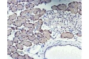 Expression of Orai1 in rat pancreas - Immunohistochemical staining of rat pancreas paraffin embedded sections using Anti-Orai1 (extracellular) Antibody (ABIN7043408, ABIN7044024 and ABIN7044025), (1:50).