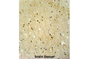 VWA3B antibody (C-term) immunohistochemistry analysis in formalin fixed and paraffin embedded human brain tissue followed by peroxidase conjugation of the secondary antibody and DAB staining. (VWA3B anticorps  (C-Term))