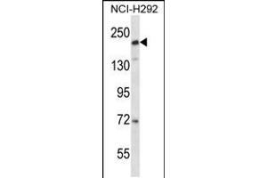 Western blot analysis in NCI-H292 cell line lysates (35ug/lane). (CD163L1 anticorps  (C-Term))