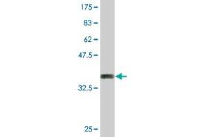Western Blot detection against Immunogen (35.