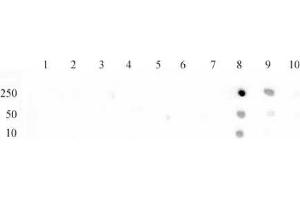 Histone H3 monomethyl Lys79 antibody (pAb) tested by dot blot analysis. (Histone 3 anticorps  (H3K79me))