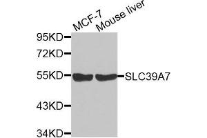 Western blot analysis of extracts of various cell lines, using SLC39A7 antibody. (SLC39A7 anticorps  (AA 235-380))