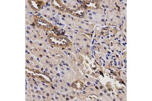 Immunohistochemistry (IHC) image for anti-Butyrylcholinesterase (BCHE) antibody (ABIN1871242) (Butyrylcholinesterase anticorps)