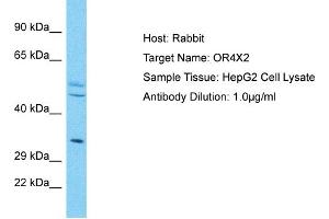 Host: Rabbit Target Name: OR4X2 Sample Type: HepG2 Whole Cell lysates Antibody Dilution: 1. (OR4X2 anticorps  (N-Term))