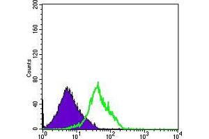 Flow cytometric analysis of RAJI cells using CD94 mouse mAb (green) and negative control (purple).