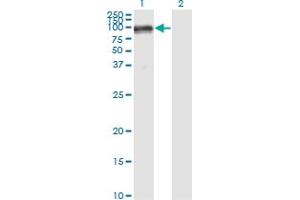 Western Blot analysis of PECAM1 expression in transfected 293T cell line by PECAM1 monoclonal antibody (M01), clone 1D2-1A5.