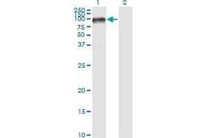Western Blot analysis of PECAM1 expression in transfected 293T cell line by PECAM1 monoclonal antibody (M01), clone 1D2-1A5. (CD31 anticorps  (AA 29-738))