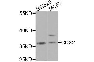 Western blot analysis of extracts of various cell lines, using CDX2 antibody. (CDX2 anticorps)