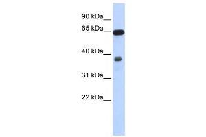 Western Blotting (WB) image for anti-Regulator of Chromosome Condensation 2 (RCC2) antibody (ABIN2459988) (RCC2 anticorps)