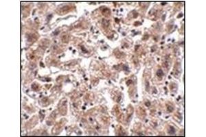Immunohistochemistry of OCLN in human liver tissue with this product at 2. (Occludin anticorps  (C-Term))