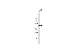 Anti-XLKD1 Antibody (N-term) at 1:2000 dilution + human liver lysate Lysates/proteins at 20 μg per lane.