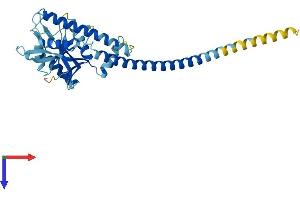 AlphaFold protein structure predicition of Mouse Recombinant Psmd7 Protein, UniprotID P26516