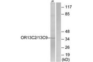 Western blot analysis of extracts from Jurkat cells, using OR13C2/13C9 Antibody. (OR13C2/13C9 (AA 232-281) anticorps)