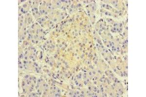 Immunohistochemistry of paraffin-embedded human pancreatic tissue using ABIN7171466 at dilution of 1:100 (TSNARE1 anticorps  (AA 6-339))