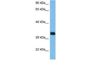 Host:  Mouse  Target Name:  RIMS3  Sample Tissue:  Mouse Pancreas  Antibody Dilution:  1ug/ml (RIMS3 anticorps  (C-Term))