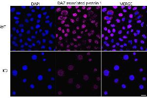anti-DAZ Associated Protein 1 (DAZAP1) antibody