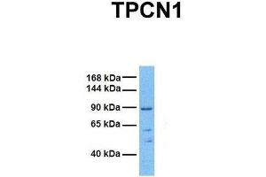 Host:  Rabbit  Target Name:  TPCN1  Sample Tissue:  Human 293T  Antibody Dilution:  1. (TPCN1 anticorps  (N-Term))