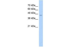 ASS1 antibody used at 2. (ASS1 anticorps  (N-Term))