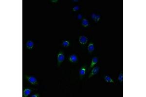 Immunofluorescent analysis of HepG2 cells using ABIN7166342 at dilution of 1:100 and Alexa Fluor 488-congugated AffiniPure Goat Anti-Rabbit IgG(H+L) (YIPF4 anticorps  (AA 1-113))