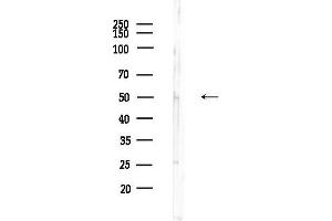 anti-Polo-Like Kinase 5 (PLK5) (Internal Region) antibody