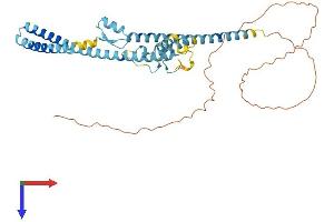 AlphaFold protein structure predicition of Human Recombinant LUC7L2 Protein, UniprotID Q9Y383