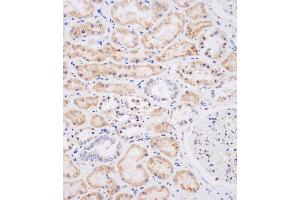 Immunohistochemical analysis of (ABIN656123 and ABIN2845462) on paraffin-embedded human kidney tissue was performed on the Leica®BOND RXm. (NEU2 anticorps  (N-Term))